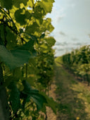 Tour & Tasting Experience