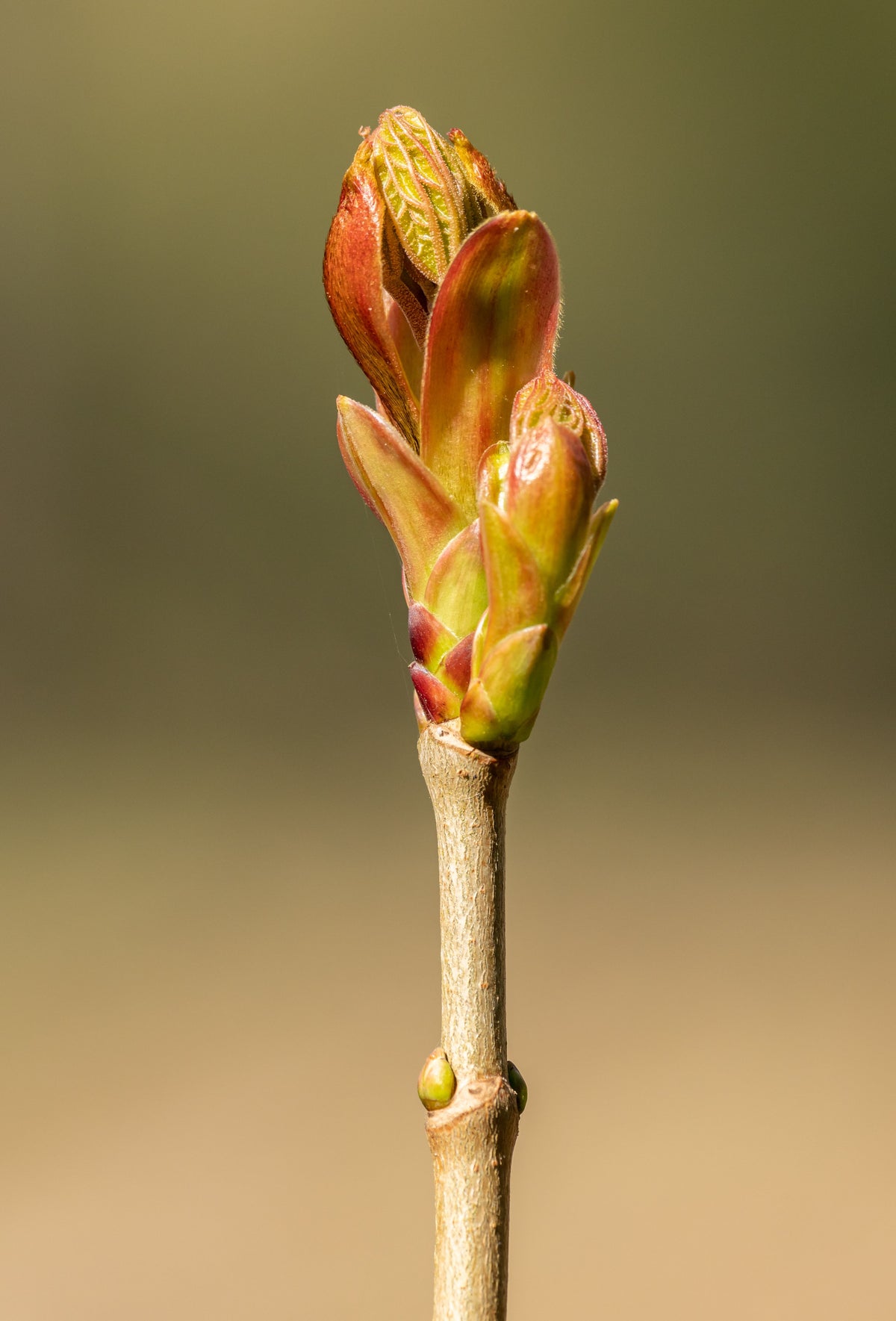 Budburst